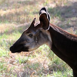 okapi (Okapia johnstoni)