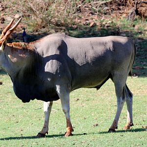 cape eland (Taurotragus oryx oryx) male