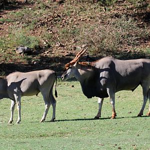 cape eland (Taurotragus oryx oryx) male & female