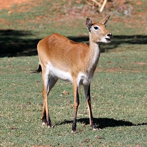 Red lechwe (Kobus leche leche) female