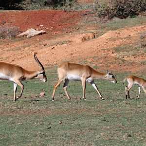 Red lechwe (Kobus leche leche) family