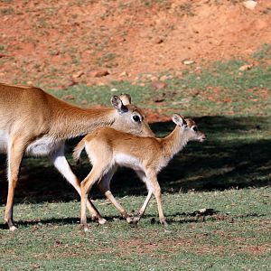 Red lechwe (Kobus leche leche) mother & young