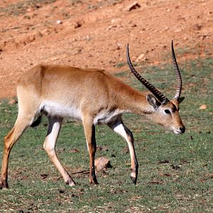 Red lechwe (Kobus leche leche) male
