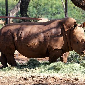 southern white rhinoceros (Ceratotherium simum simum)