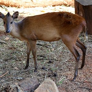 red forest duiker, Natal duiker, or Natal red duiker (Cephalophus natalensis)