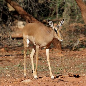 Black-faced Impala (Aepyceros melampus petersi)