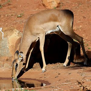 Black-faced Impala (Aepyceros melampus petersi)