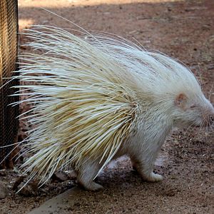 albino Cape porcupine (Hystrix africaeaustralis)