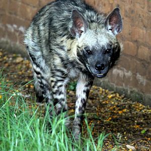 striped hyena (Hyaena hyaena)