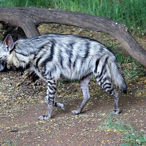 striped hyena (Hyaena hyaena)