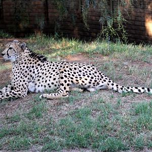 Southeast African cheetah (Acinonyx jubatus jubatus)