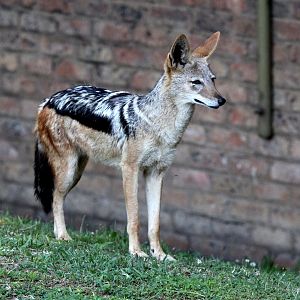 black-backed jackal (Canis mesomelas)