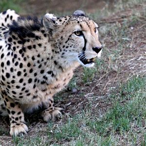 Southeast African cheetah (Acinonyx jubatus jubatus)