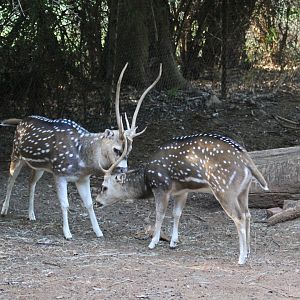 Axis deer (Axis axis)