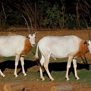 scimitar-horned oryx (Oryx dammah)