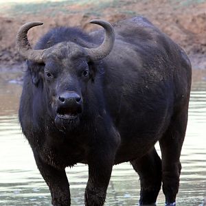 Cape buffalo, (Syncerus caffer caffer)
