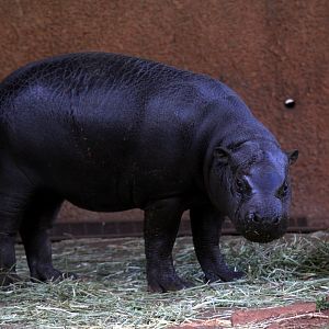 pygmy hippo (Choeropsis liberiensis)