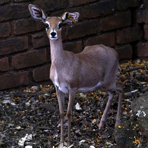 steenbok (Raphicerus campestris) female