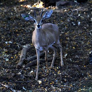 steenbok (Raphicerus campestris) male