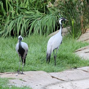 demoiselle crane (Grus virgo)