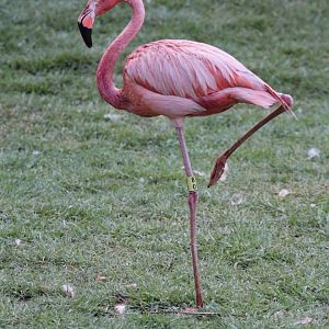 flamingo