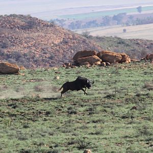 black wildebeest or white-tailed gnu (Connochaetes gnou)