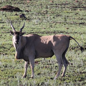 cape eland (Taurotragus oryx oryx)