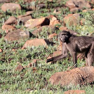 Chacma Baboon (Papio ursinus)