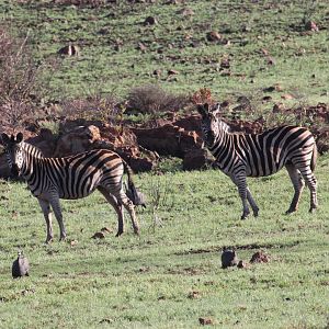 Burchell's zebra (Equus quagga burchellii)