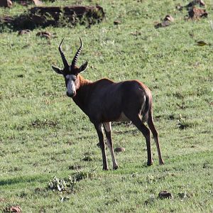 Blesbok (Damaliscus pygargus phillipsi)