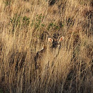 Southern Greater Kudu (Tragelaphus strepsiceros strepsiceros)