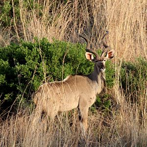 Southern Greater Kudu (Tragelaphus strepsiceros strepsiceros)