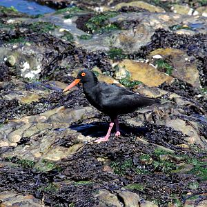African oystercatcher or African black oystercatcher (Haematopus moquini)