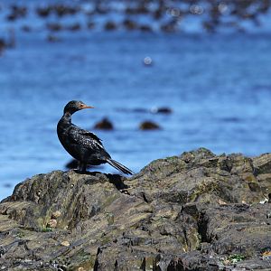 Crowned Cormorant (Microcarbo coronatus) probably