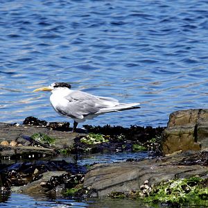 Great Crested Tern (Thalasseus bergii)
