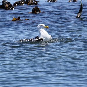 Kelp Gull (Larus dominicanus)