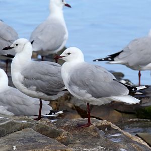 Hartlaub's Gull (Chroicocephalus hartlaubii)