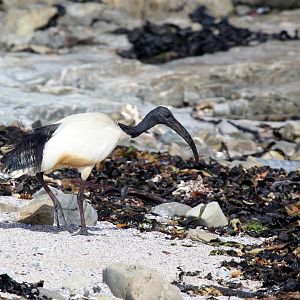 African Sacred Ibis (Threskiornis aethiopicus)