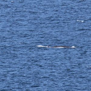 Bryde's whale (Balaenoptera brydei)