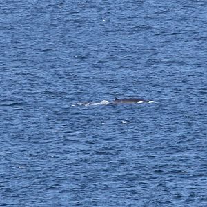 Bryde's whale (Balaenoptera brydei)