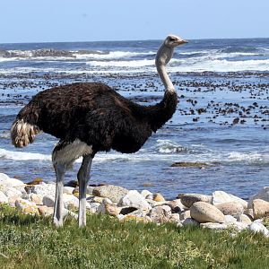 South African ostrich (Struthio camelus australis)
