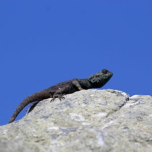 Southern Rock Agama (Agama atra)