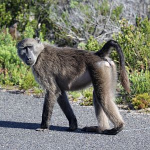 chacma baboon (Papio ursinus)