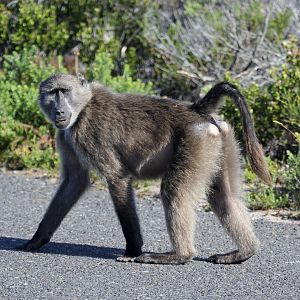 chacma baboon (Papio ursinus) grinning