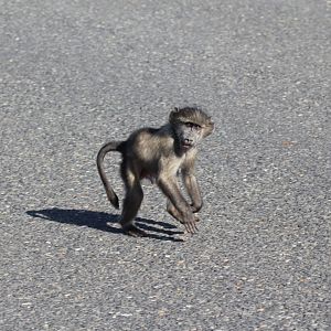 chacma baboon (Papio ursinus) young