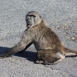 chacma baboon (Papio ursinus)