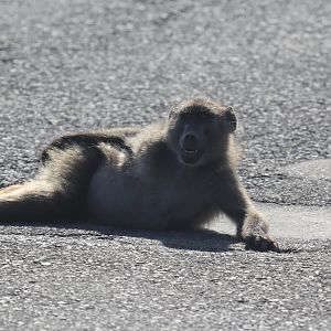chacma baboon (Papio ursinus) posing