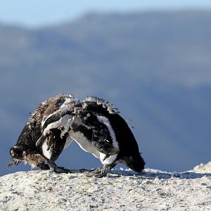African penguin (Spheniscus demersus)