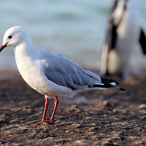 Hartlaub's Gull (Chroicocephalus hartlaubii)
