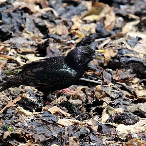 European Starling (Sturnus vulgaris)